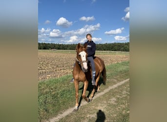 Oldenburger, Ruin, 9 Jaar, 168 cm, Vos