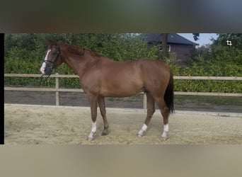 Oldenburger, Ruin, 9 Jaar, 168 cm, Vos