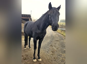 Oldenburger, Ruin, 9 Jaar, 168 cm, Zwart