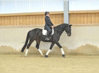 Oldenburger, Ruin, 9 Jaar, 172 cm, Zwartbruin