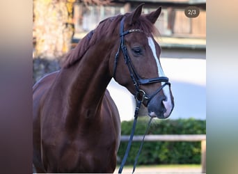 Oldenburger, Ruin, 9 Jaar, 174 cm, Donkere-vos