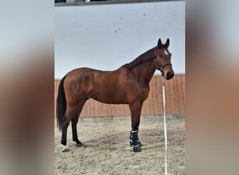 Oldenburger, Ruin, 9 Jaar, 182 cm, Bruin