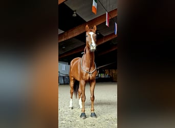 Oldenburger, Ruin, 9 Jaar, 183 cm, Vos