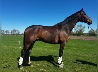 Oldenburger, Ruin, 9 Jaar, 185 cm, Roodbruin