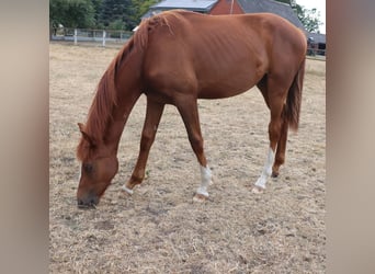 Oldenburger, Ruin, Veulen (06/2026), Donkere-vos