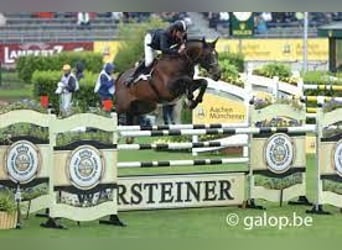 Oldenburger Springpaard, Onbekend, Embryo