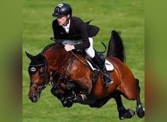 Oldenburger Springpaard, Onbekend, Embryo
