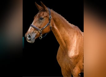 Oldenburger Springpaard, Onbekend, Embryo