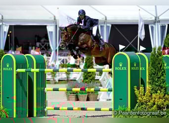 Oldenburger Springpaard, Onbekend, Embryo