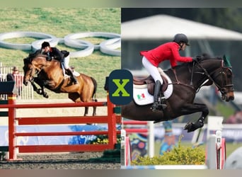 Oldenburger Springpaard, Onbekend, Embryo