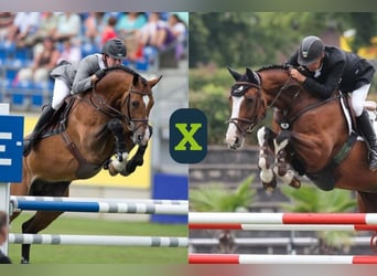 Oldenburger Springpaard, Onbekend, Embryo