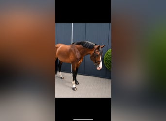 Oldenburger Springpaard, Hengst, 11 Jaar, 171 cm, Donkerbruin