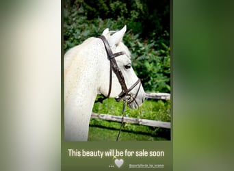 Oldenburger Springpaard, Hengst, 12 Jaar, 164 cm, Schimmel