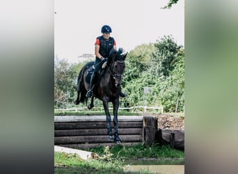 Oldenburger Springpaard, Hengst, 16 Jaar, 168 cm, Zwartbruin