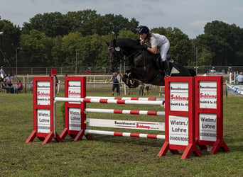 Oldenburger Springpaard, Hengst, 16 Jaar, 168 cm, Zwartbruin