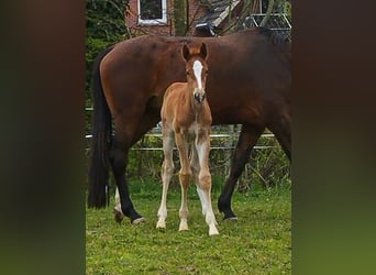 Oldenburger Springpaard, Hengst, 1 Jaar, 165 cm, Vos