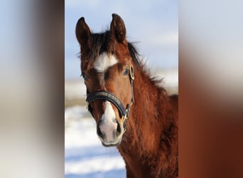 Oldenburger Springpaard, Hengst, 1 Jaar, 168 cm, Bruin