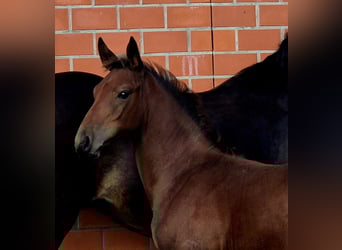 Oldenburger Springpaard, Hengst, 1 Jaar, 169 cm, Bruin