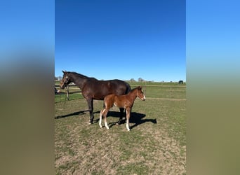 Oldenburger Springpaard, Hengst, 1 Jaar, 170 cm, Bruin