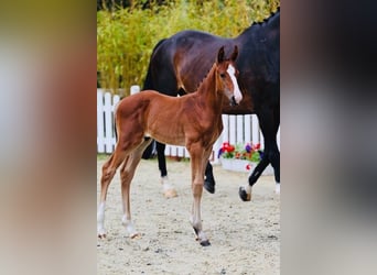 Oldenburger Springpaard, Hengst, 1 Jaar, 172 cm, Bruin