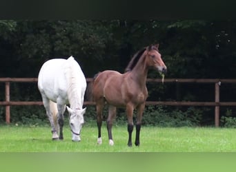 Oldenburger Springpaard, Hengst, 1 Jaar, Bruin