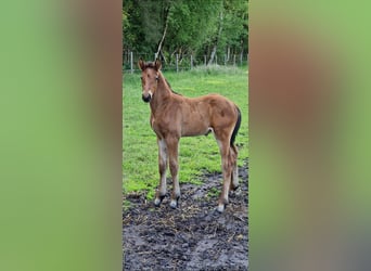 Oldenburger Springpaard, Hengst, 1 Jaar, Bruin