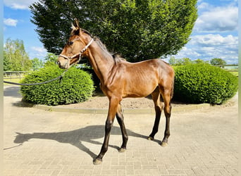 Oldenburger Springpaard, Hengst, 1 Jaar, Bruin