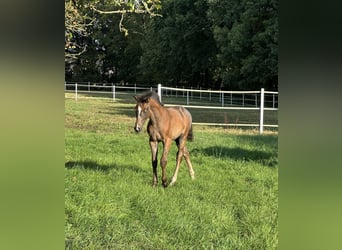Oldenburger Springpaard, Hengst, 1 Jaar, Schimmel