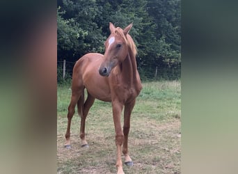 Oldenburger Springpaard, Hengst, 1 Jaar, Vos