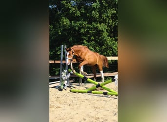 Oldenburger Springpaard, Hengst, 1 Jaar, Vos