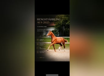 Oldenburger Springpaard, Hengst, 1 Jaar, Vos