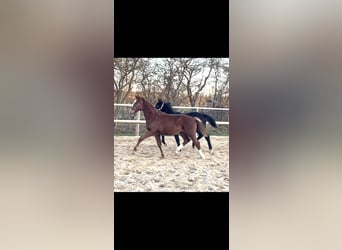 Oldenburger Springpaard, Hengst, 1 Jaar, Vos