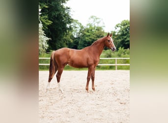 Oldenburger Springpaard, Hengst, 1 Jaar, Vos