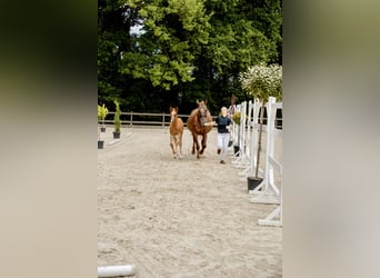 Oldenburger Springpaard, Hengst, 1 Jaar, Vos