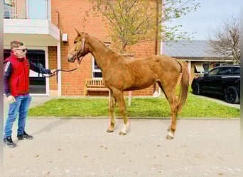 Oldenburger Springpaard, Hengst, 1 Jaar, Vos