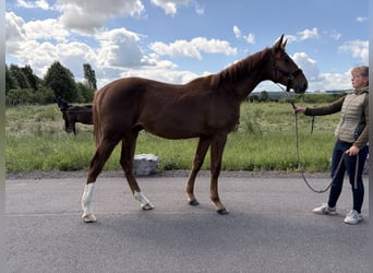 Oldenburger Springpaard, Hengst, 1 Jaar, Vos