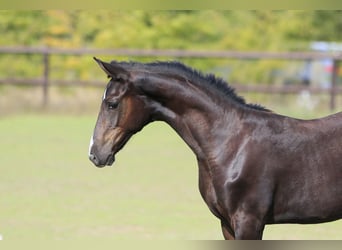 Oldenburger Springpaard, Hengst, 1 Jaar, Zwart