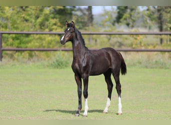 Oldenburger Springpaard, Hengst, 1 Jaar, Zwart