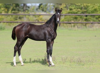 Oldenburger Springpaard, Hengst, 1 Jaar, Zwart