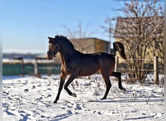 Oldenburger Springpaard, Hengst, 2 Jaar, 158 cm, Donkerbruin