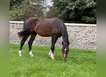 Oldenburger Springpaard, Hengst, 2 Jaar, 163 cm, Zwartbruin