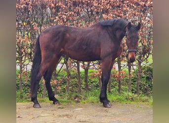 Oldenburger Springpaard, Hengst, 2 Jaar, 165 cm, Bruin