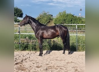 Oldenburger Springpaard, Hengst, 2 Jaar, 165 cm, Donkerbruin