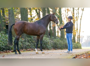 Oldenburger Springpaard, Hengst, 2 Jaar, 166 cm, Brauner
