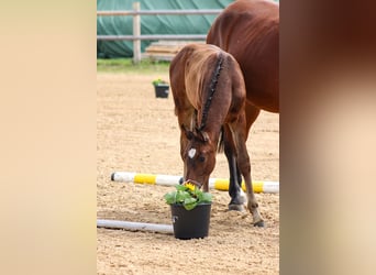 Oldenburger Springpaard, Hengst, 2 Jaar, 170 cm, Donkerbruin