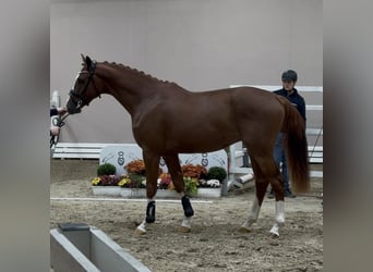 Oldenburger Springpaard, Hengst, 2 Jaar, 170 cm, Donkere-vos