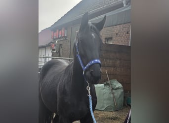 Oldenburger Springpaard, Hengst, 2 Jaar, 170 cm, Zwart