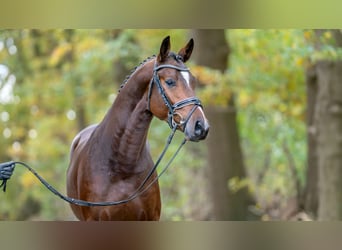 Oldenburger Springpaard, Hengst, 2 Jaar, Brauner