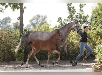 Oldenburger Springpaard, Hengst, 2 Jaar, Bruin