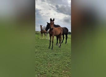Oldenburger Springpaard, Hengst, 2 Jaar, Bruin